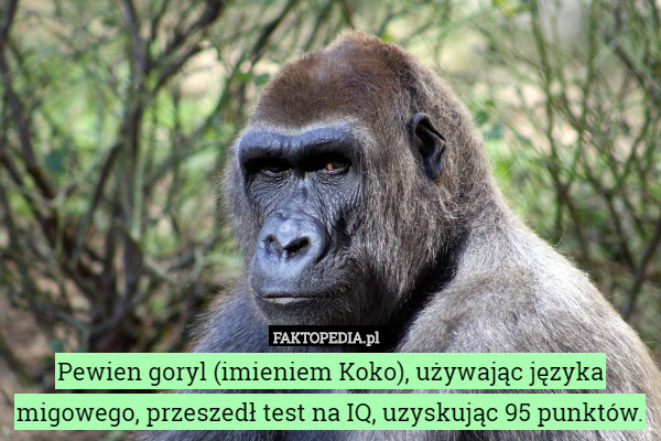 Pewien goryl (imieniem Koko), używając języka migowego, przeszedł test na...