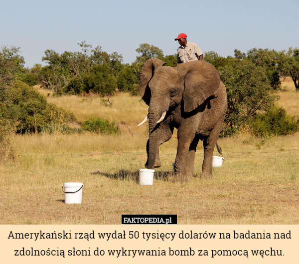 Amerykański rząd wydał 50 tysięcy dolarów na badania nad zdolnością słoni...