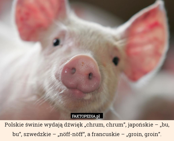 Polskie świnie wydają dźwięk „chrum, chrum”, japońskie – „bu, bu”, szwedzkie...