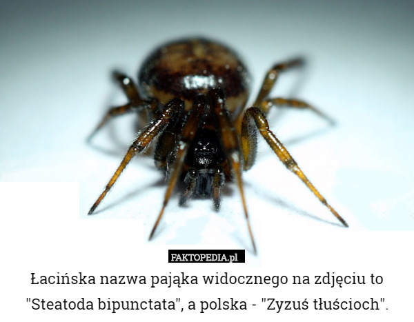 Łacińska nazwa pająka widocznego na zdjęciu to "Steatoda bipunctata"...
