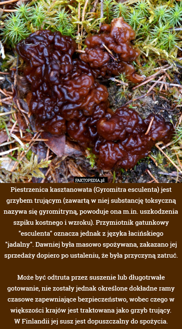 Piestrzenica kasztanowata (Gyromitra esculenta) jest grzybem trującym (zawartą...