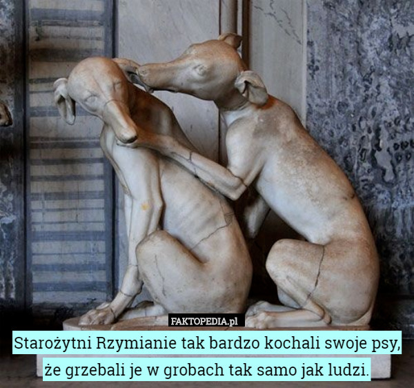 Starożytni Rzymianie tak bardzo kochali swoje psy, że grzebali je w...