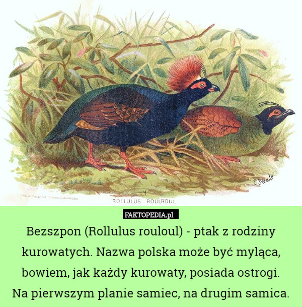 Bezszpon (Rollulus rouloul) - ptak z rodziny kurowatych. Nazwa polska może...