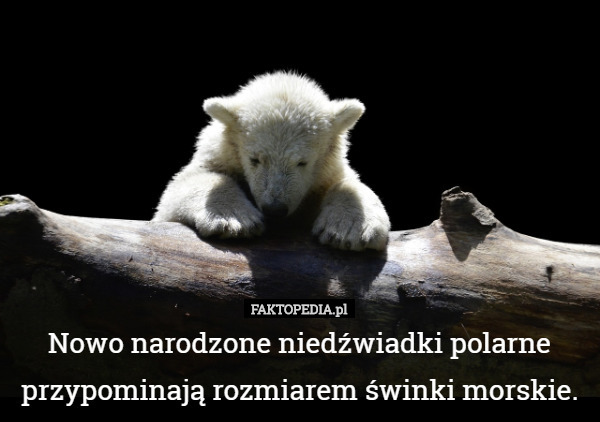 Nowo narodzone niedźwiadki polarne przypominają rozmiarem...