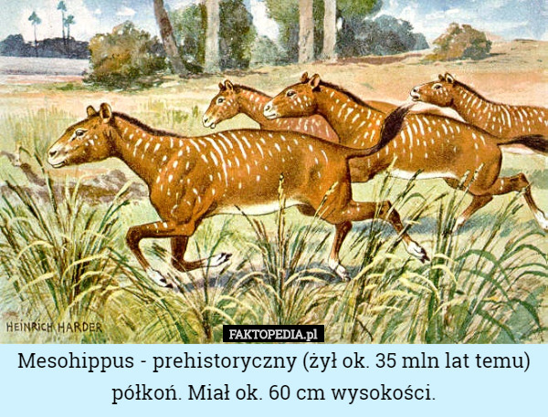 Mesohippus - prehistoryczny (żył ok. 35 mln lat temu) półkoń...
