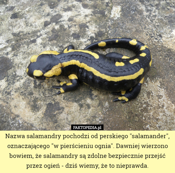 Nazwa salamandry pochodzi od perskiego "salamander", oznaczającego...