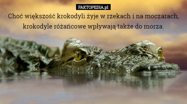 Choć większość krokodyli żyje w rzekach i na moczarach, krokodyle różańcowe...