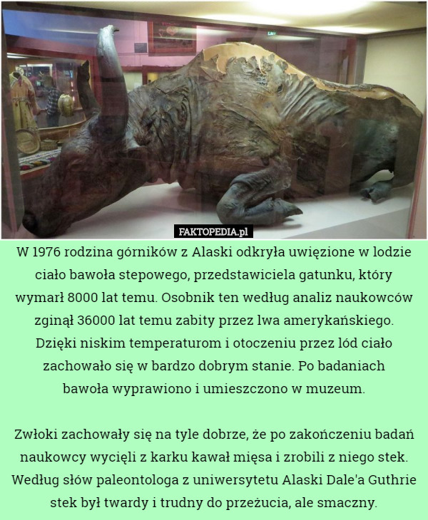 W 1976 rodzina górników z Alaski odkryła uwięzione w lodzie ciało bawoła...