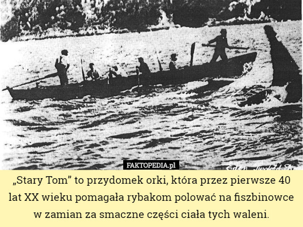 „Stary Tom” to przydomek orki, która przez pierwsze 40 lat XX wieku pomagała...