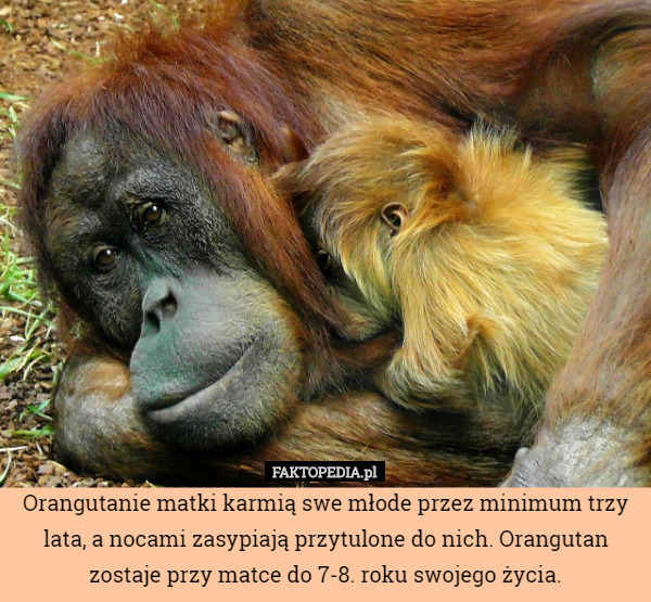 Orangutanie matki karmią swe młode przez minimum trzy lata, a nocami zasypiają...