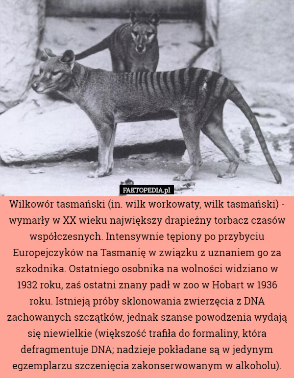 Wilkowór tasmański (in. wilk workowaty, wilk tasmański) - wymarły w XX wieku...