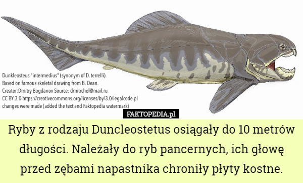 Ryby z rodzaju Duncleostetus osiągały do 10 metrów długości. Należały do...
