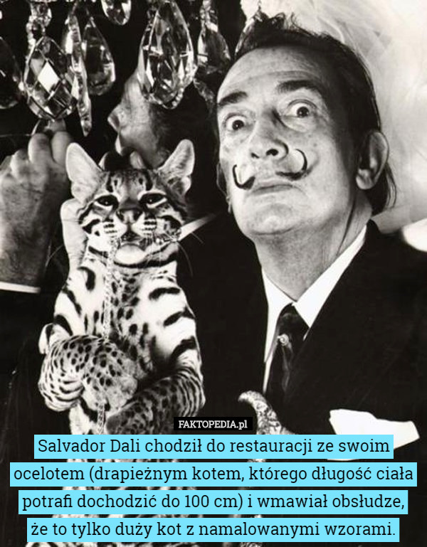 Salvador Dali chodził do restauracji ze swoim ocelotem (drapieżnym kotem...