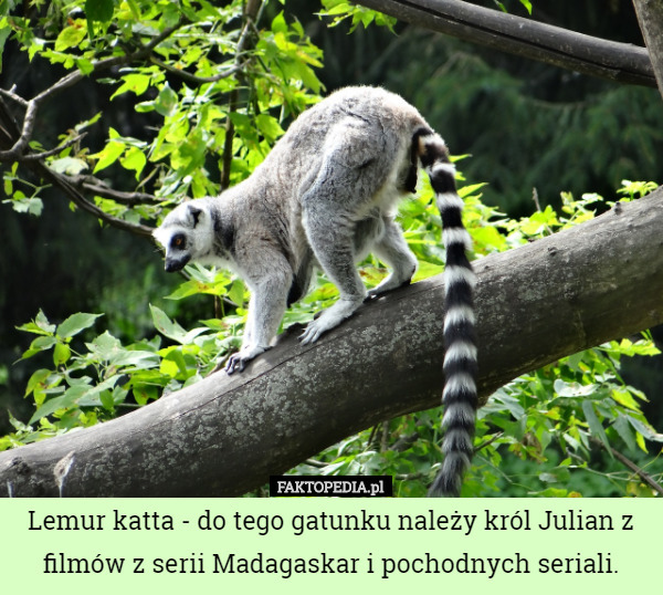 Lemur katta - do tego gatunku należy król Julian z filmów z serii Madagaskar...