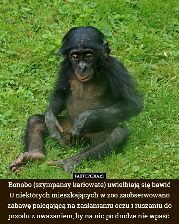 Bonobo (szympansy karłowate) uwielbiają się bawić. U niektórych mieszkających...