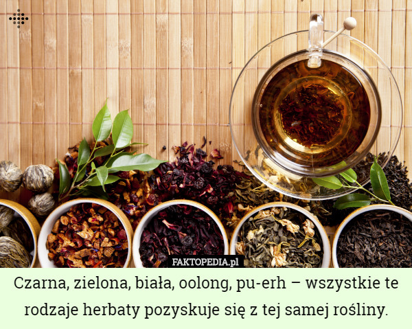 Czarna, zielona, biała, oolong, pu-erh – wszystkie te rodzaje herbaty pozyskuje...