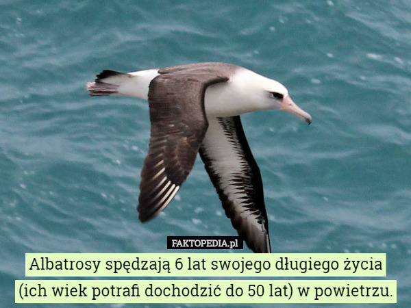 Albatrosy spędzają 6 lat swojego długiego życia (ich wiek potrafi dochodzić...
