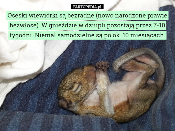 Oseski wiewiórki są bezradne (nowo narodzone prawie bezwłose). W gnieździe...