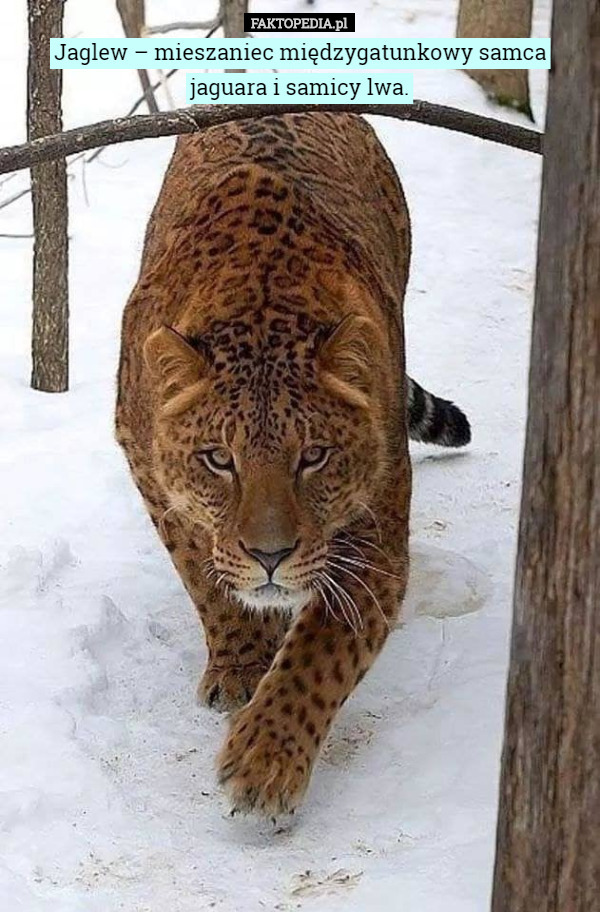Jaglew – mieszaniec międzygatunkowy samca jaguara i samicy...