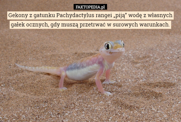 Gekony z gatunku Pachydactylus rangei „piją” wodę z własnych gałek ocznych...