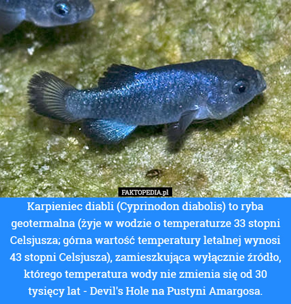 Karpieniec diabli (Cyprinodon diabolis) to ryba geotermalna (żyje w wodzie...