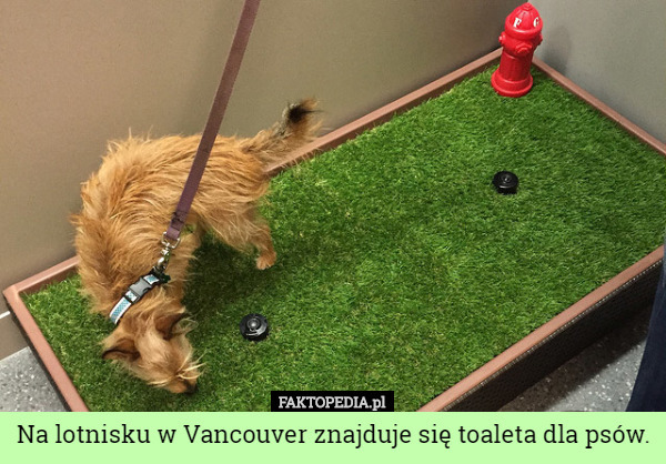 Na lotnisku w Vancouver znajduje się toaleta dla psów.