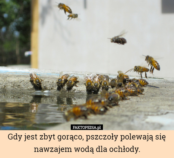 Gdy jest zbyt gorąco, pszczoły polewają się nawzajem wodą dla...