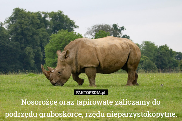 Nosorożce oraz tapirowate zaliczamy do podrzędu gruboskórce, rzędu...