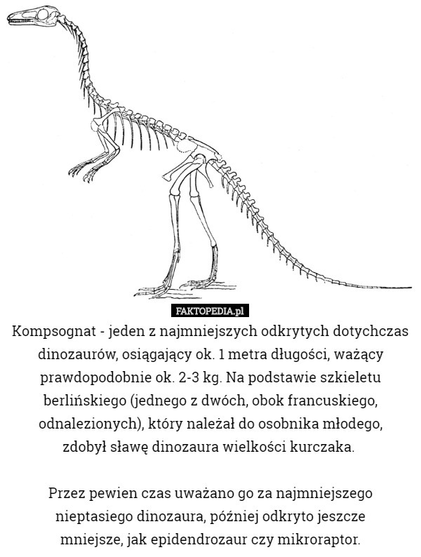 Kompsognat - jeden z najmniejszych odkrytych dotychczas dinozaurów, osiągający...