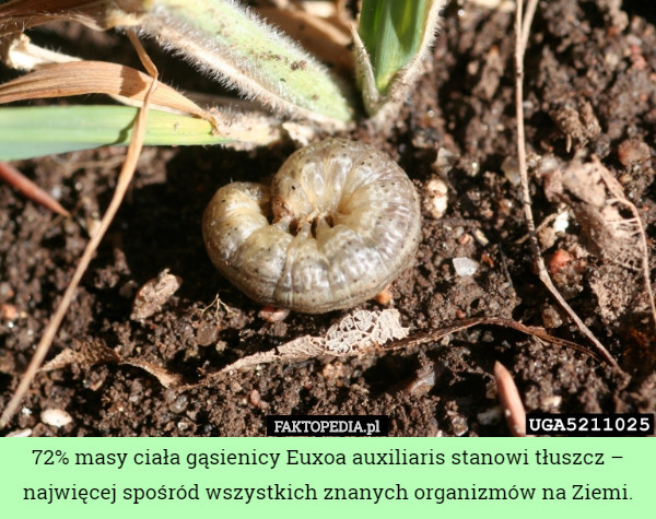 72% masy ciała gąsienicy Euxoa auxiliaris stanowi tłuszcz – najwięcej spośród...