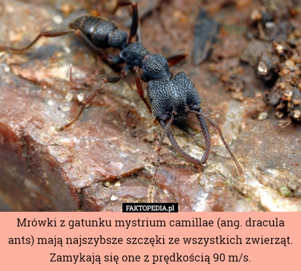 Mrówki z gatunku mystrium camillae (ang. dracula ants) mają najszybsze szczęki...