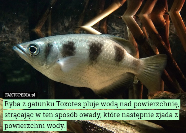 Ryba z gatunku Toxotes pluje wodą nad powierzchnię, strącając w ten sposób...