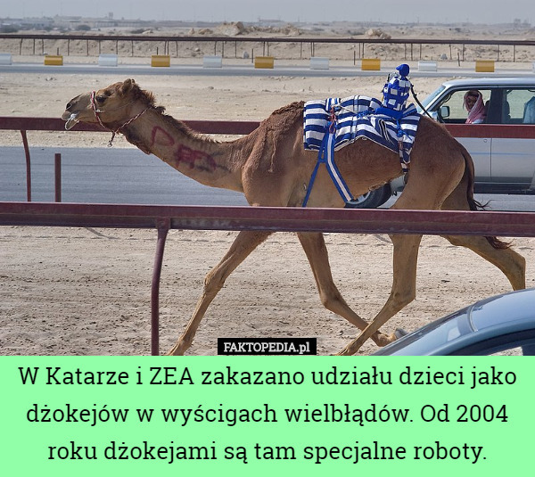W Katarze i ZEA zakazano udziału dzieci jako dżokejów w wyścigach...