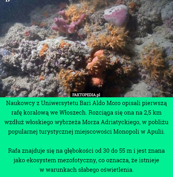 Naukowcy z Uniwersytetu Bari Aldo Moro opisali pierwszą rafę koralową we...