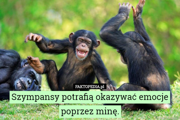 Szympansy potrafią okazywać emocje poprzez minę.