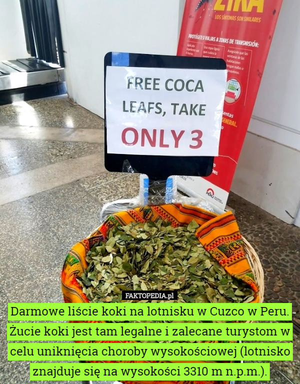 Darmowe liście koki na lotnisku w Cuzco w Peru. Żucie koki jest tam legalne...