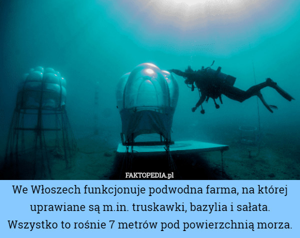 We Włoszech funkcjonuje podwodna farma, na której uprawiane są m.in. truskawki...