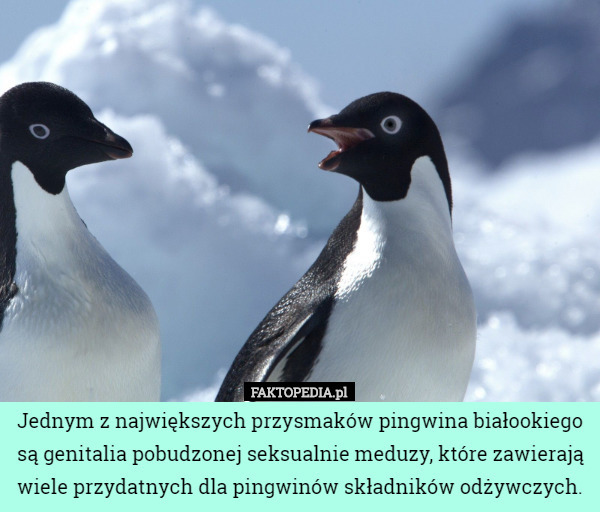 Jednym z największych przysmaków pingwina białookiego są genitalia pobudzonej...