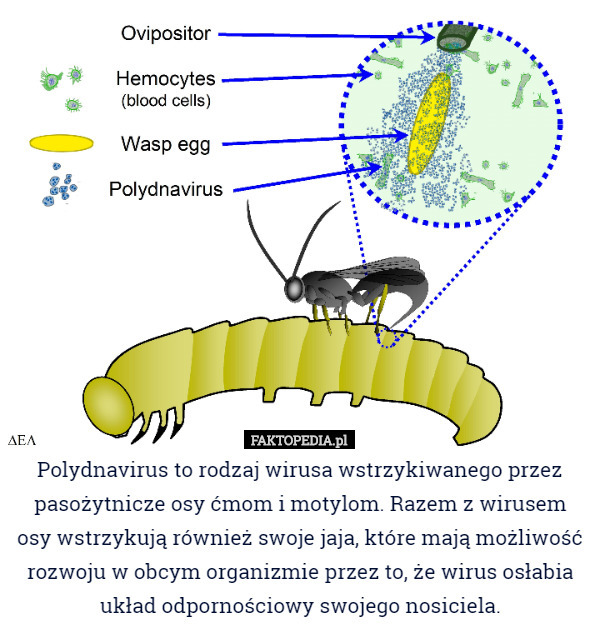 Polydnavirus to rodzaj wirusa wstrzykiwanego przez pasożytnicze osy ćmom...