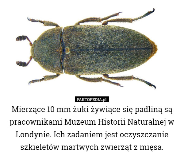 Mierzące 10 mm żuki żywiące się padliną są pracownikami Muzeum Historii...