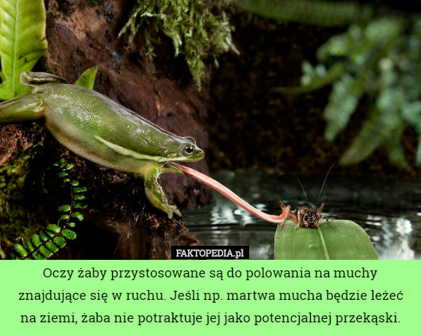 Oczy żaby przystosowane są do polowania na muchy znajdujące się w...
