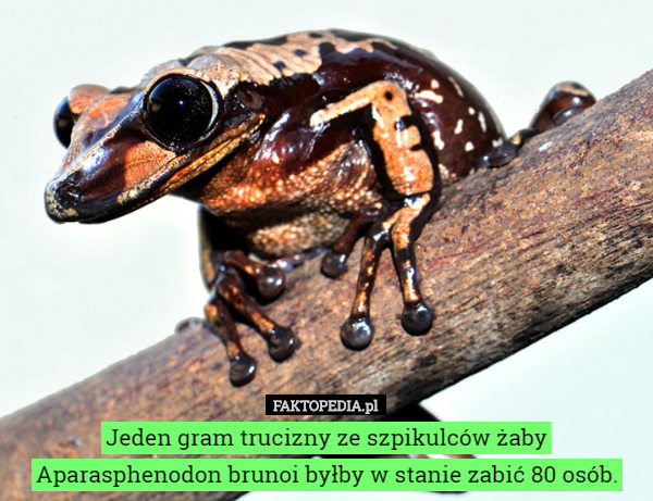Jeden gram trucizny ze szpikulców żaby Aparasphenodon brunoi byłby w stanie...
