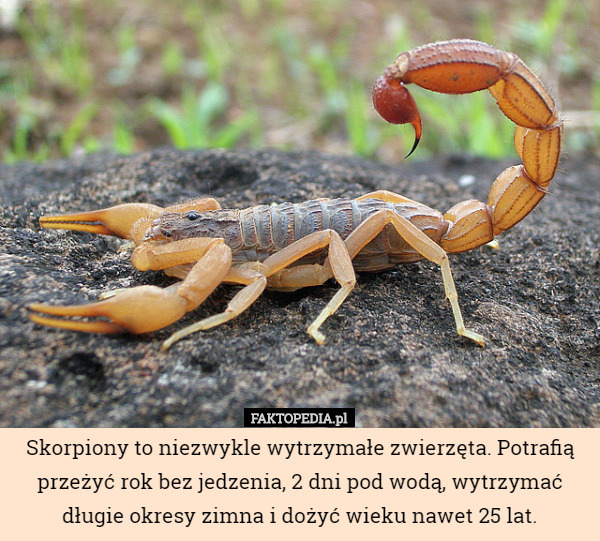 Skorpiony to niezwykle wytrzymałe zwierzęta. Potrafią przeżyć rok bez jedzenia...