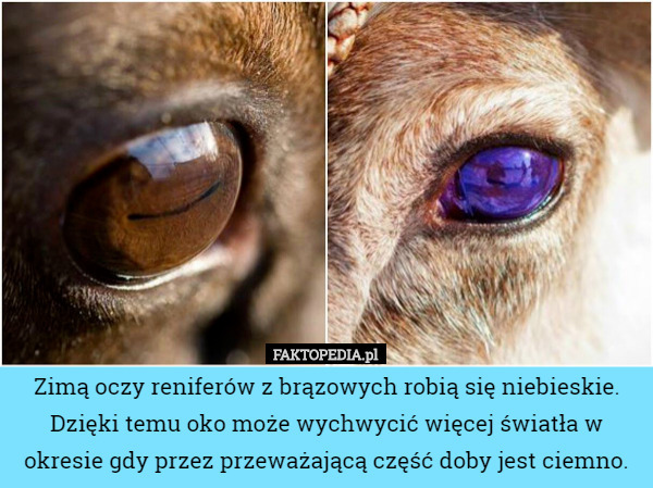 Zimą oczy reniferów z brązowych robią się niebieskie. Dzięki temu oko może...
