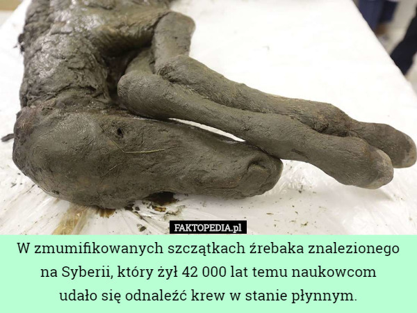 W zmumifikowanych szczątkach źrebaka znalezionego na Syberii, który żył...
