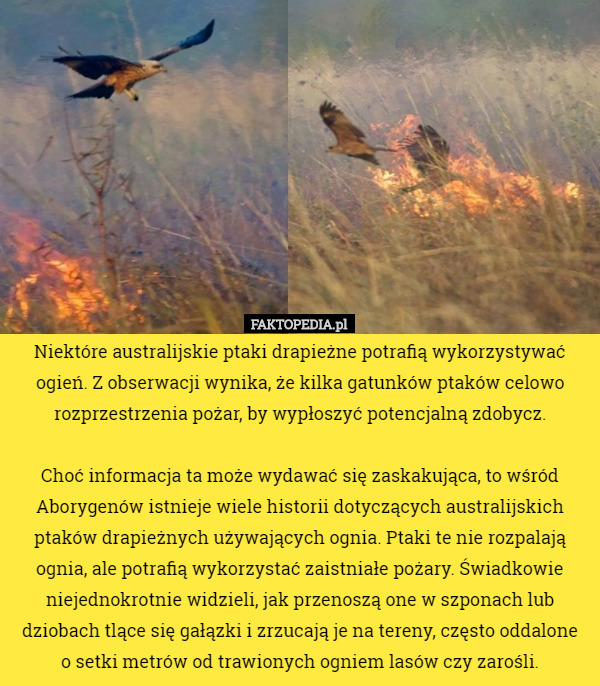 Niektóre australijskie ptaki drapieżne potrafią wykorzystywać ogień. Z obserwacji...