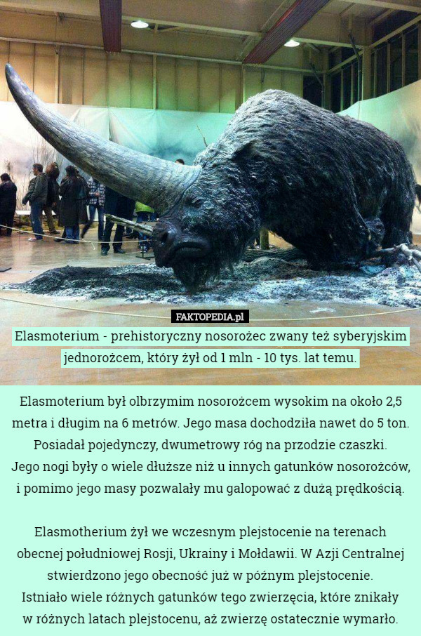 Elasmoterium - prehistoryczny nosorożec zwany też syberyjskim jednorożcem...
