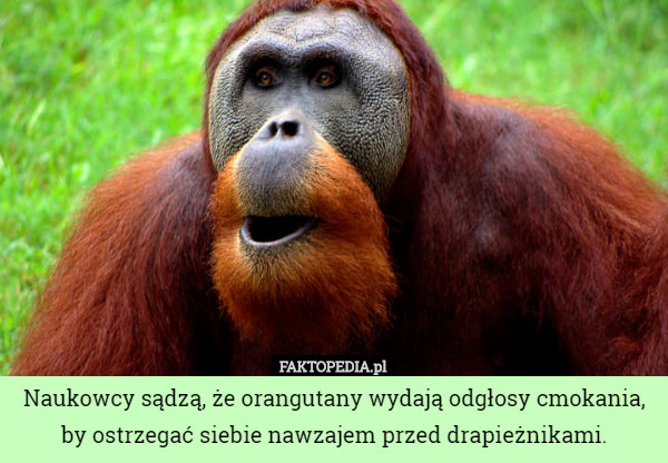 Naukowcy sądzą, że orangutany wydają odgłosy cmokania, by ostrzegać siebie...