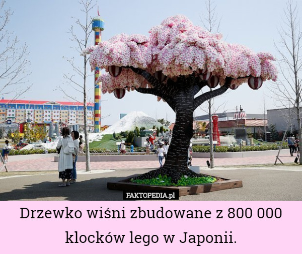 Drzewko wiśni zbudowane z 800 000 klocków lego w...