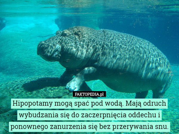 Hipopotamy mogą spać pod wodą. Mają odruch wybudzania się do zaczerpnięcia...